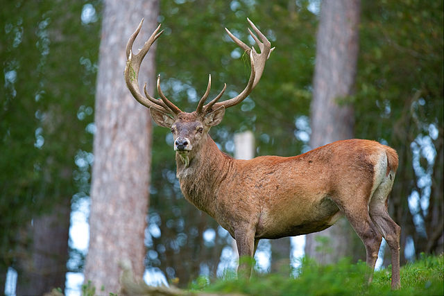 Red deer stag standing in forest